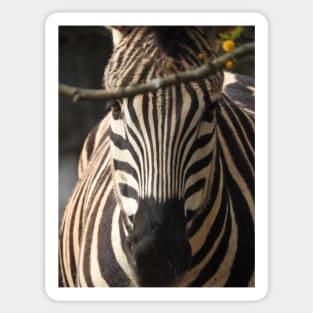 Zebra Sticker